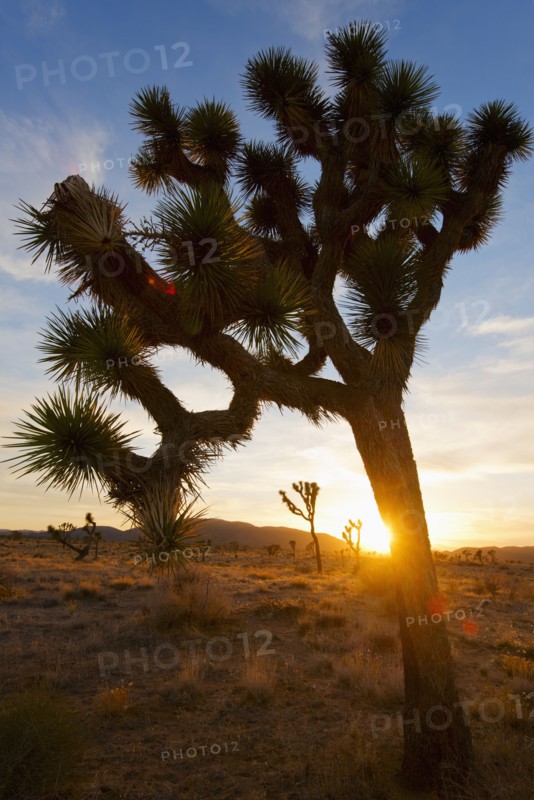 USA, California, Joshua Tree National Park at sunset.