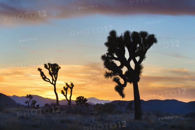 USA, California, Joshua Tree National Park at sunset.