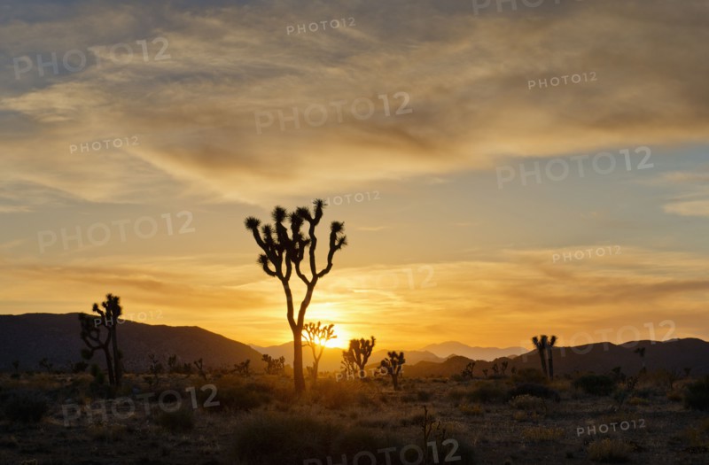 USA, California, Joshua Tree National Park at sunset.