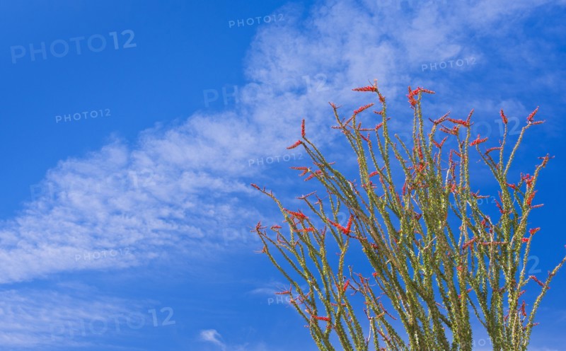 USA, California, Joshua Tree National Park, Ocotillo cactus.