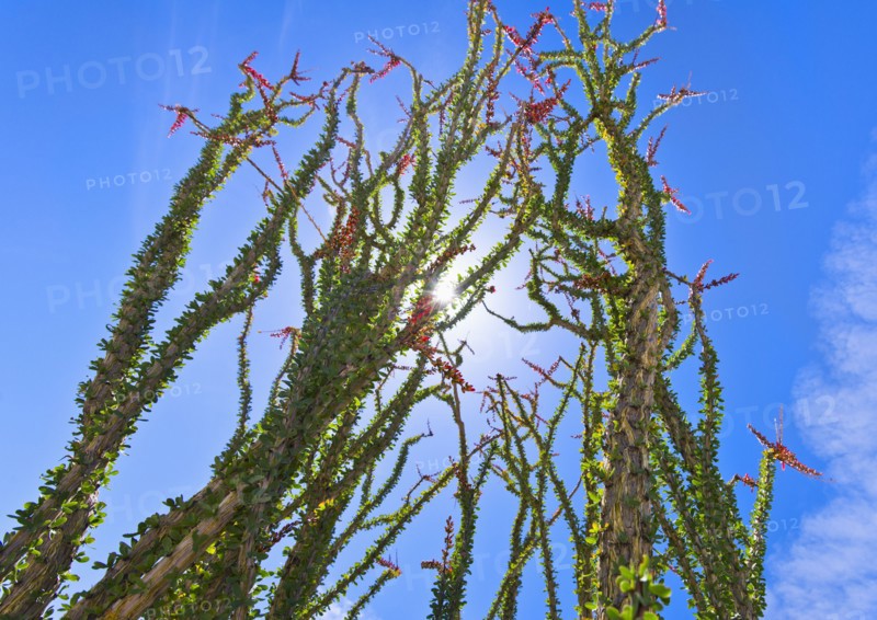 USA, California, Joshua Tree National Park, Ocotillo cactus.