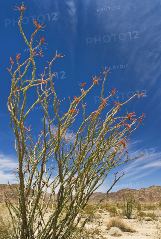USA, California, Joshua Tree National Park, Ocotillo cactus.