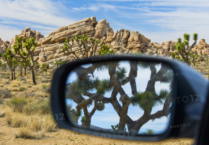 USA, California, Joshua Tree National Park, Joshua tree reflected in side view mirror.