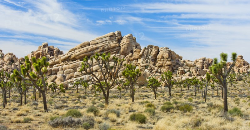 USA, California, Joshua Tree National Park, Joshua trees in desert.
