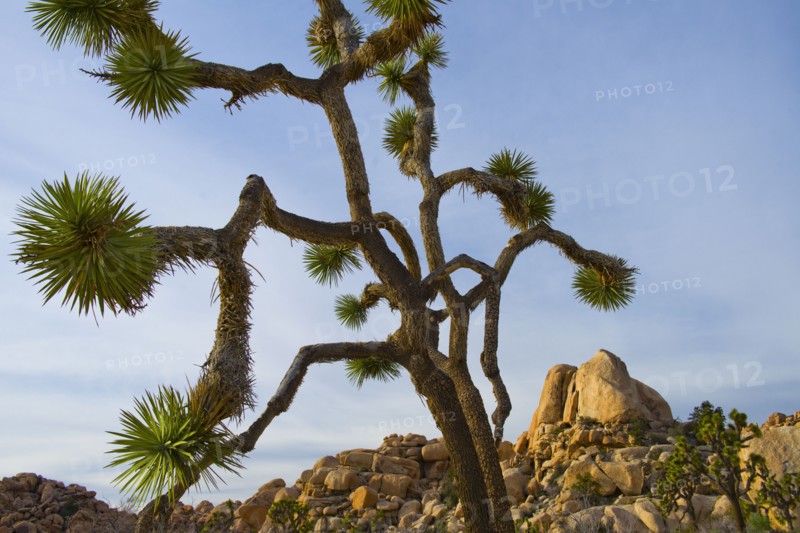 USA, California, Joshua Tree National Park, Joshua tree in desert.