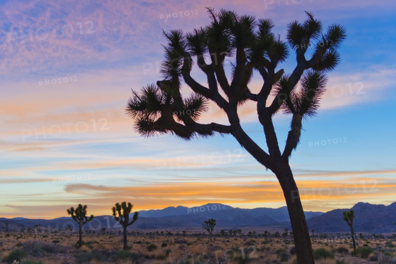 USA, California, Joshua Tree National Park, Desert at sunrise.