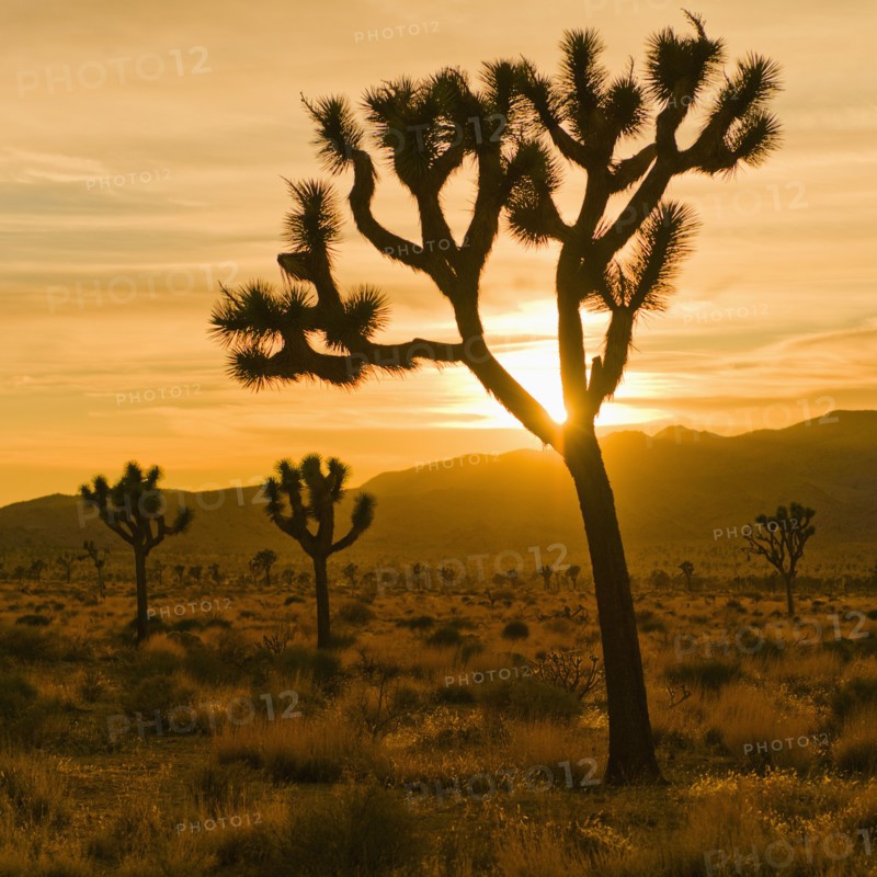 USA, California, Joshua Tree National Park, Desert at sunset.