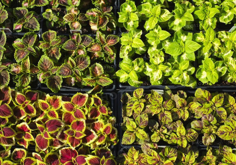 Collection of seedlings.