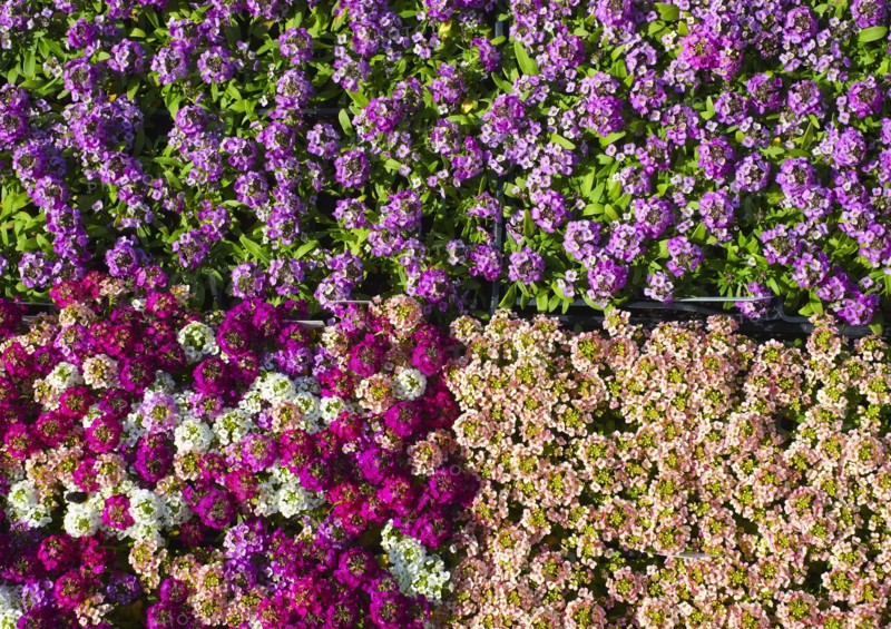 Collection of seedlings.