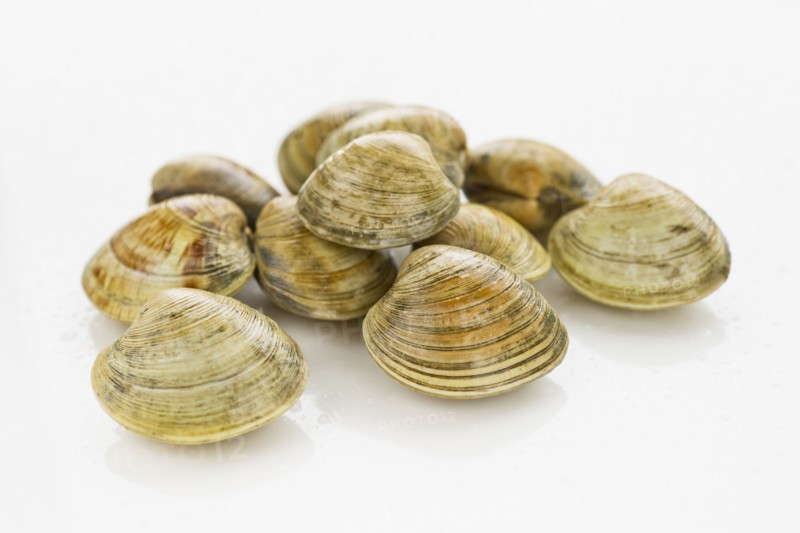 Shellfish.