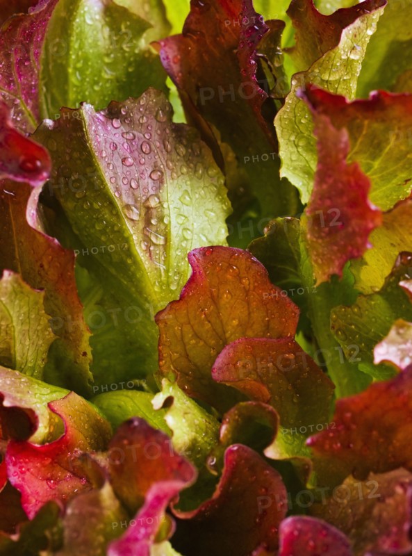 Lettuce leaves.