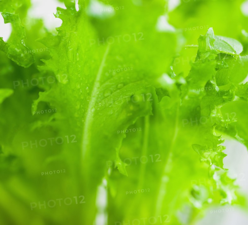 Lettuce leaves.