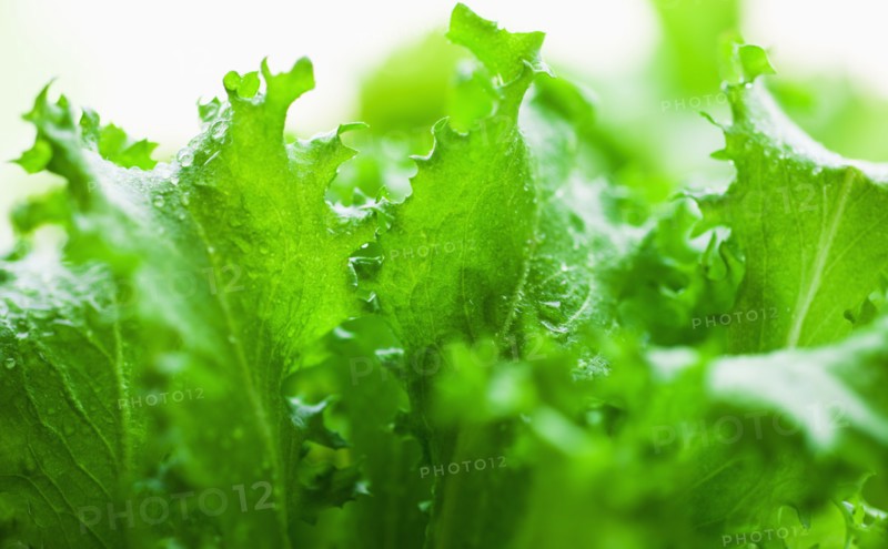 Lettuce leaves.