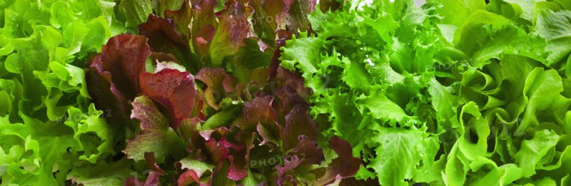 Lettuce leaves.