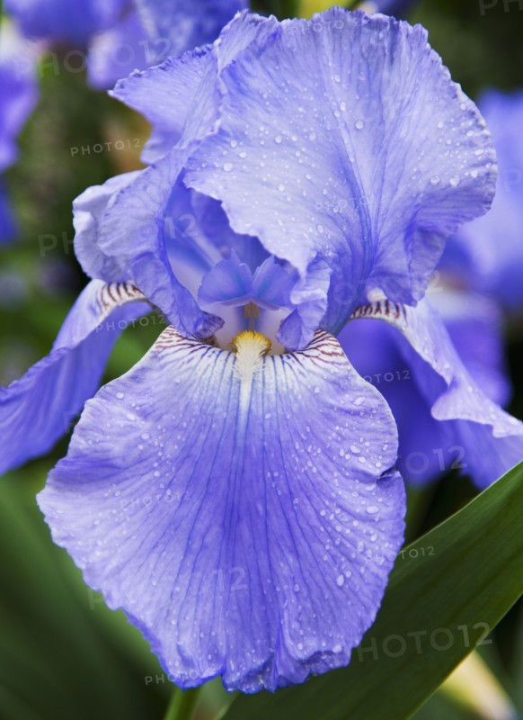 Blue-bearded Iris.