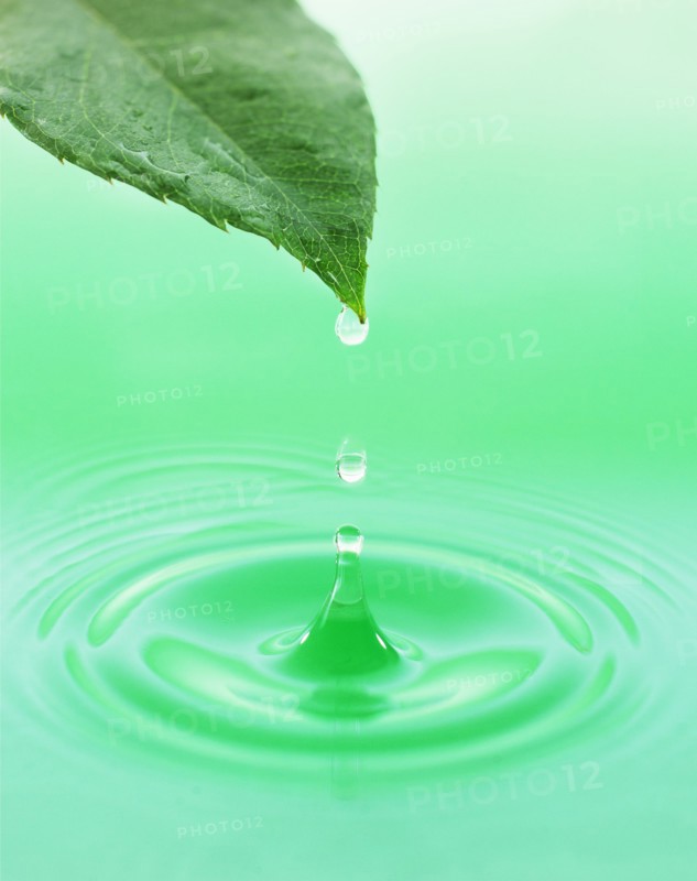 Leaf with green droplet.