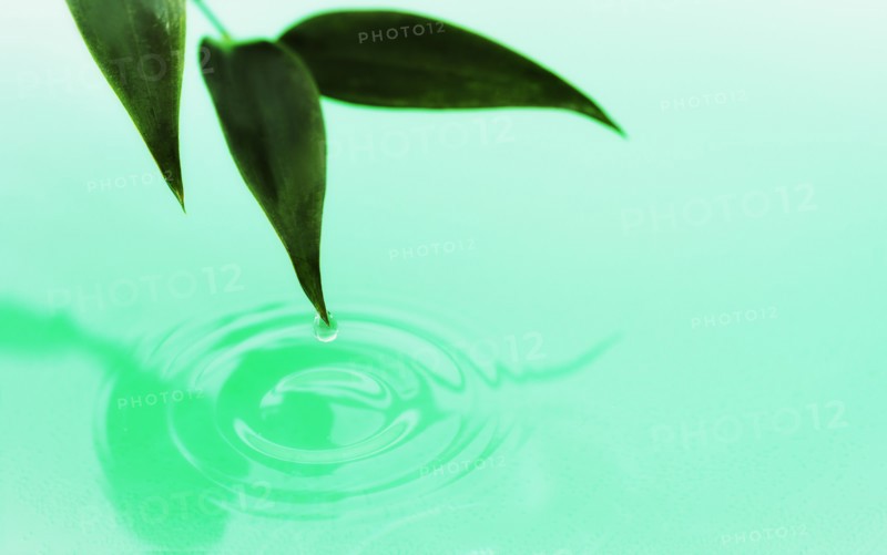Droplet falling from green leaf into water.
