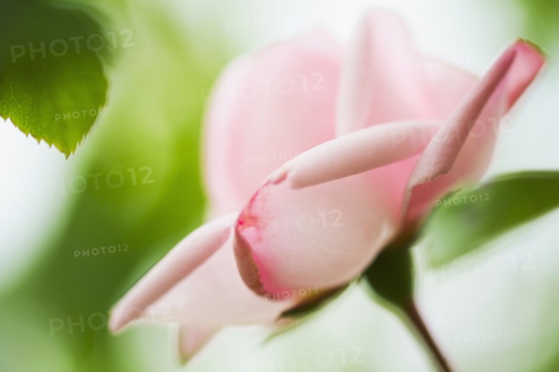 Pale pink rose.