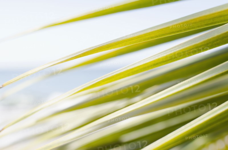 USA, Puerto Rico, Ricon, Palm leaf. 
Photo : Jamie Grill