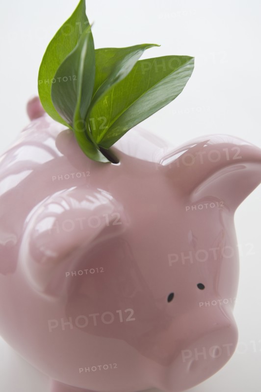 Fresh leaves in piggy bank. 
Photo: Jamie Grill