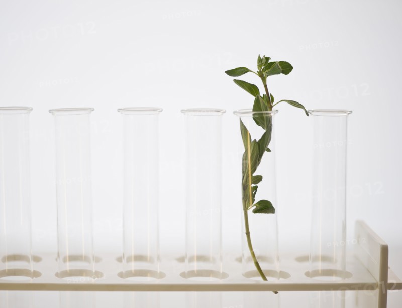 Herb in test tube. 
Photo: Jamie Grill