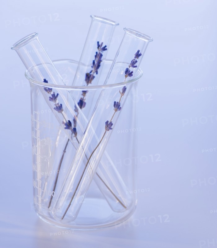 Close up of lavender in laboratory glassware, studio shot. 
Photo : Daniel Grill