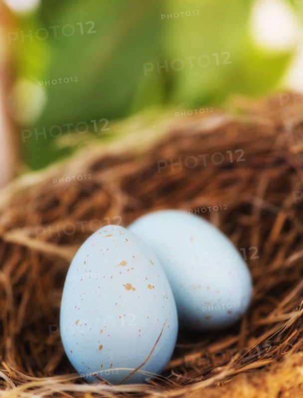 Close up of bird's eggs in nest, studio shot. 
Photo : Daniel Grill