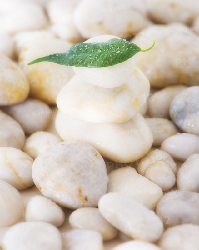 Close up of green leaf on pebble stones, studio shot. 
Photo : Daniel Grill