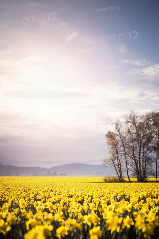 USA, Washington, Skagit Valley, Landscape with daffodil field. 
Photo : Take A Pix Media
