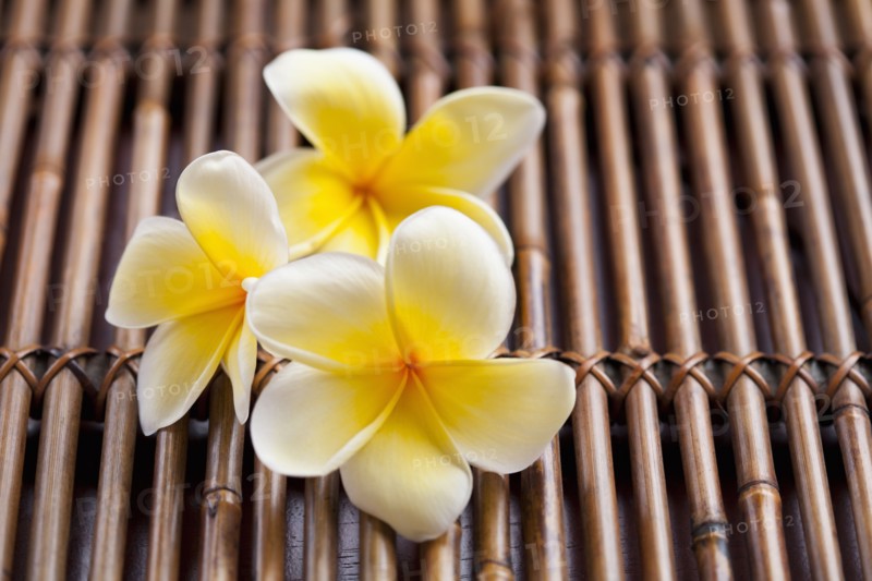 Close-up of pink plumeria flower. 
Photo : Kristin Lee