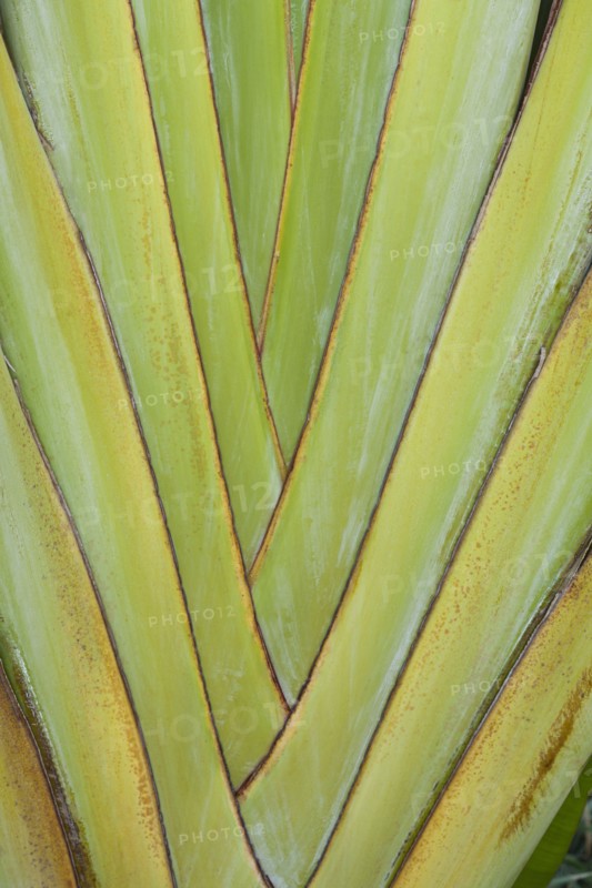 Palm tree leaves structure. 
Photo: Kristin Lee