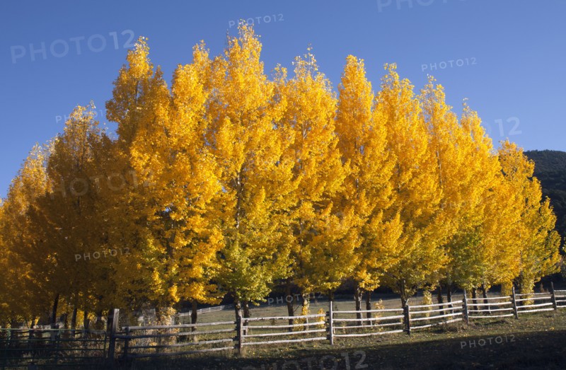 USA, Colorado, Trees in autumn foliage. 
Photo : John Kelly