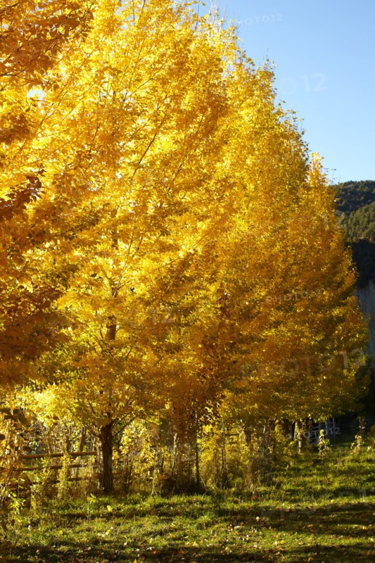 USA, Colorado, Trees in autumn foliage. 
Photo : John Kelly