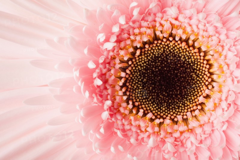 Close-up of pink daisy. 
Photo : Mike Kemp