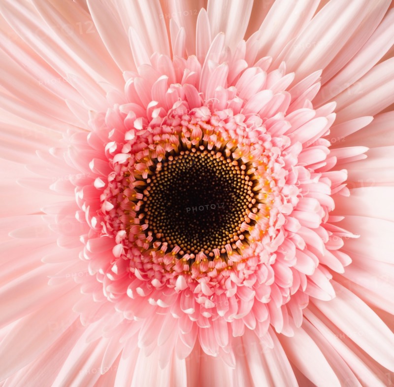 Close-up of pink daisy. 
Photo : Mike Kemp