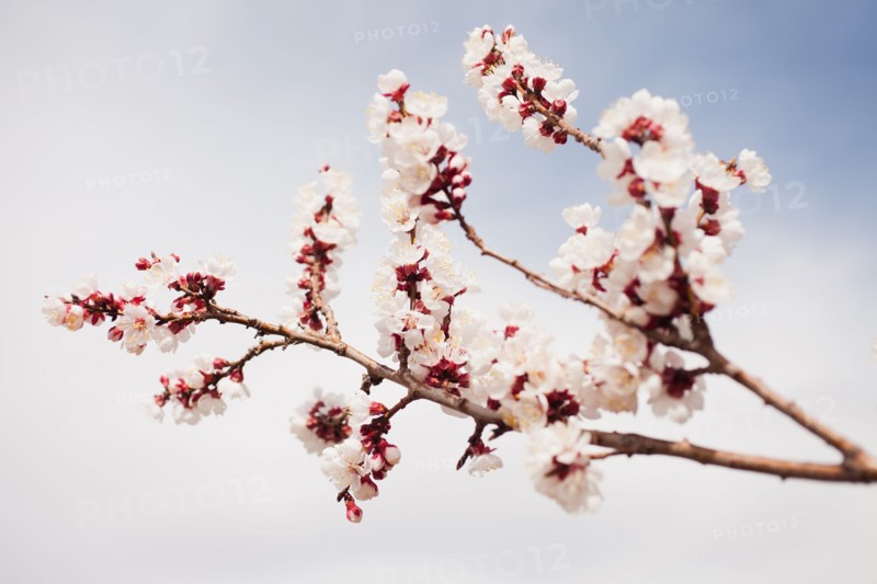 Cherry blossom branch. 
Photo : Mike Kemp