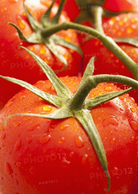 Fresh tomatoes with water drops. 
Photo : Mike Kemp