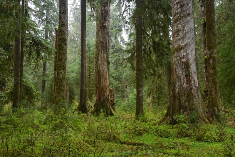USA, Washington, Olympic National Park, Old trees in forest. 
Photo : Gary Weathers