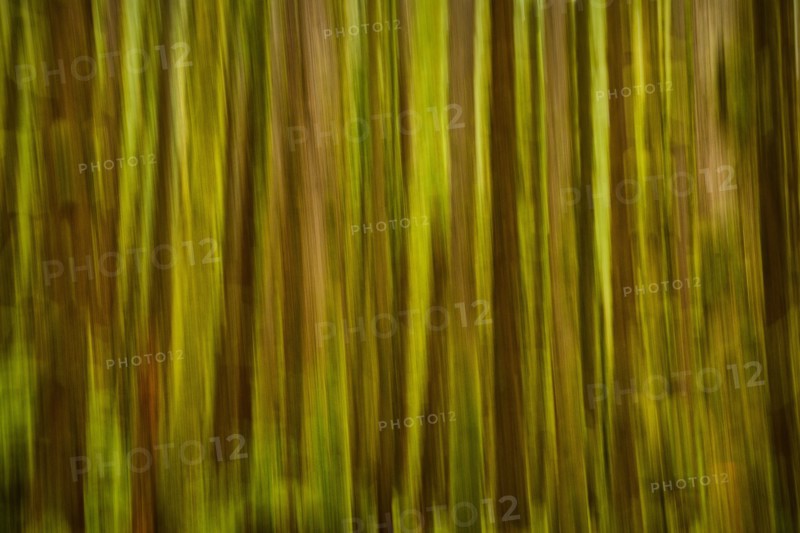 USA, Washington, Blurred tree trunks . 
Photo : Gary Weathers