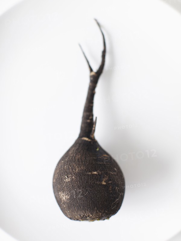 Turnip on plate, studio shot. 
Photo : Jessica Peterson