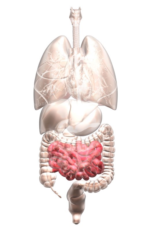 Biomedical illustration showing human internal organs. 
Photo : Calysta Images