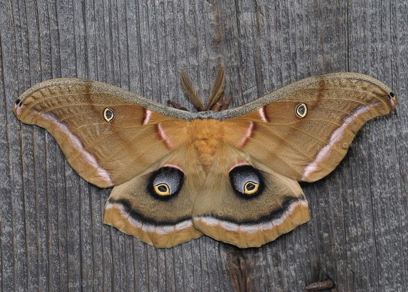 Close-up view of beautiful butterfly. 
Photo : Calysta Images