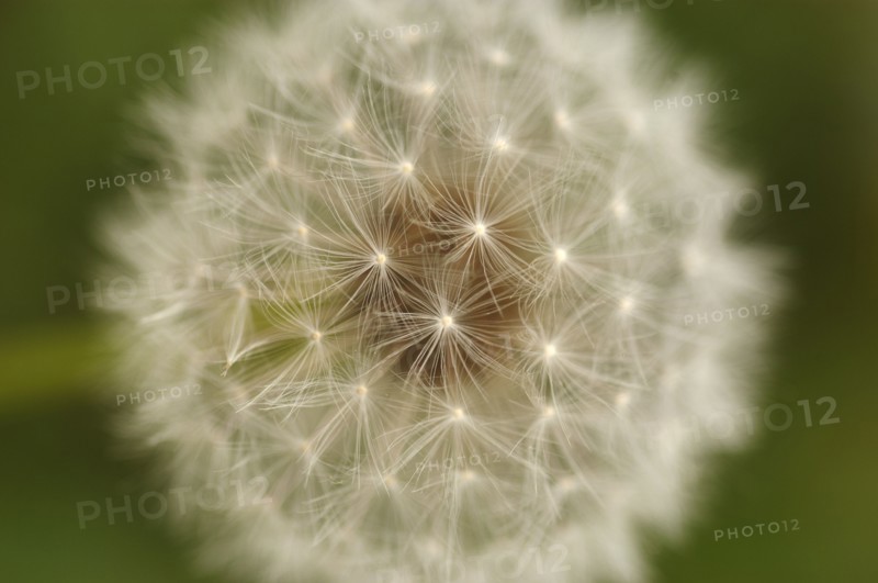 Close-up view of dandelion. 
Photo: Calysta Images