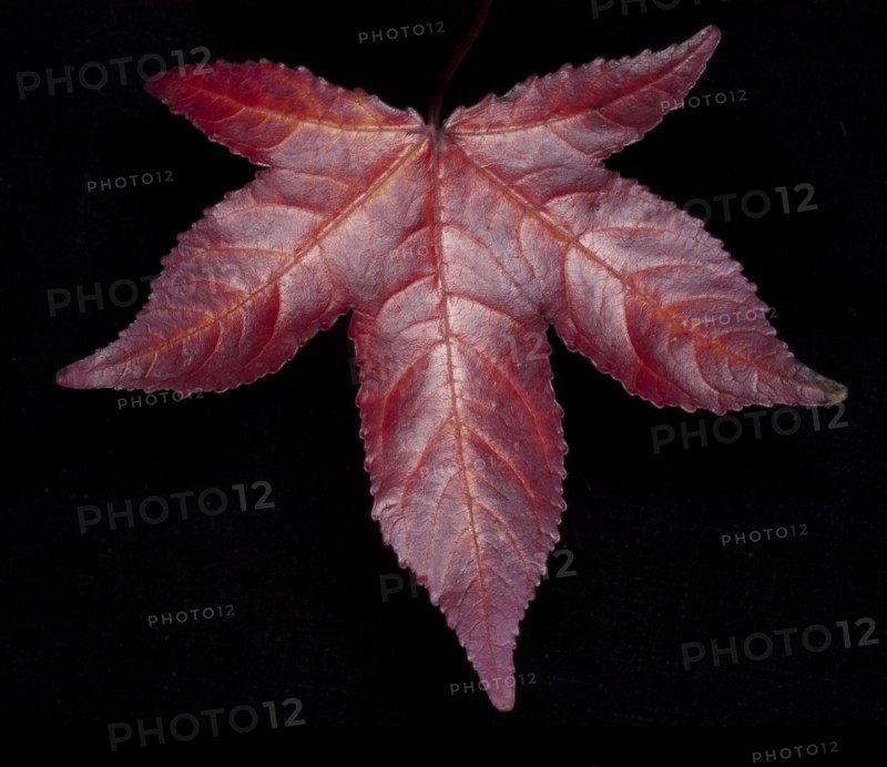 Close-up studio shot of red leaf. 
Photo : Calysta Images