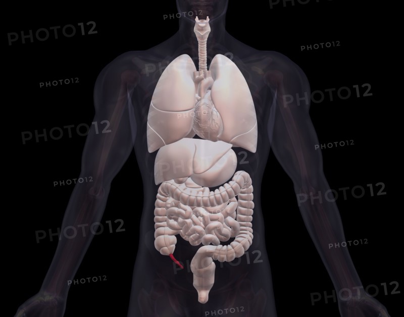 Biomedical illustration showing human internal organs. 
Photo : Calysta Images
