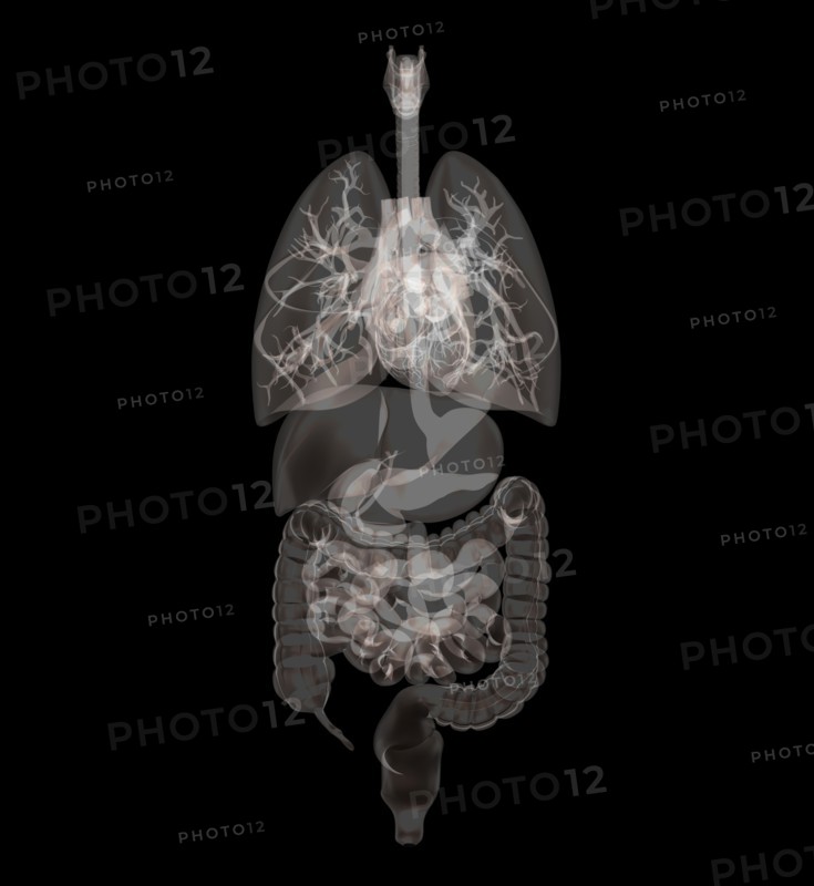 Biomedical illustration showing human internal organs. 
Photo : Calysta Images