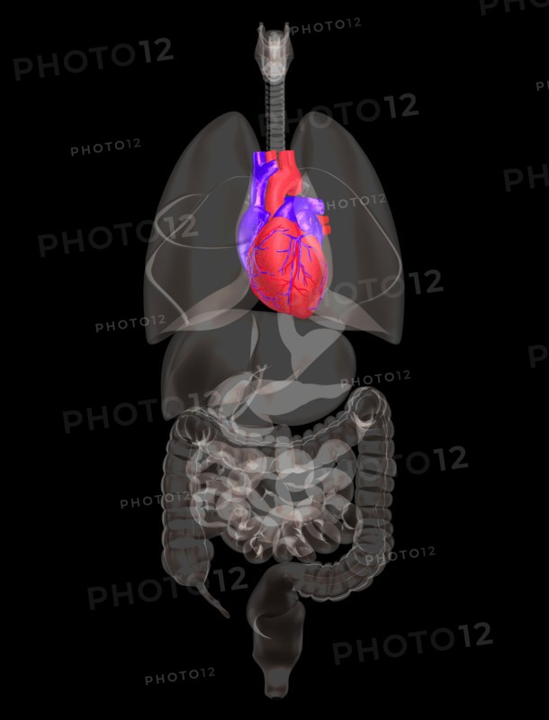 Biomedical illustration showing human heart. 
Photo : Calysta Images