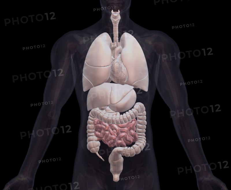 Biomedical illustration showing human internal organs. 
Photo : Calysta Images