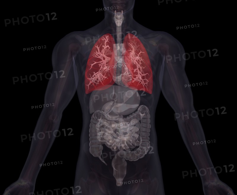 Biomedical illustration showing human internal organs with lungs indicated in red. 
Photo : Calysta Images