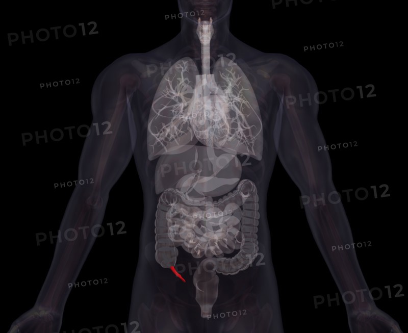 Biomedical illustration showing human internal organs . 
Photo: Calysta Images